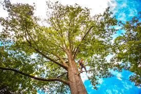 Why Choose Our Tree Removal Services in Morristown, IN?