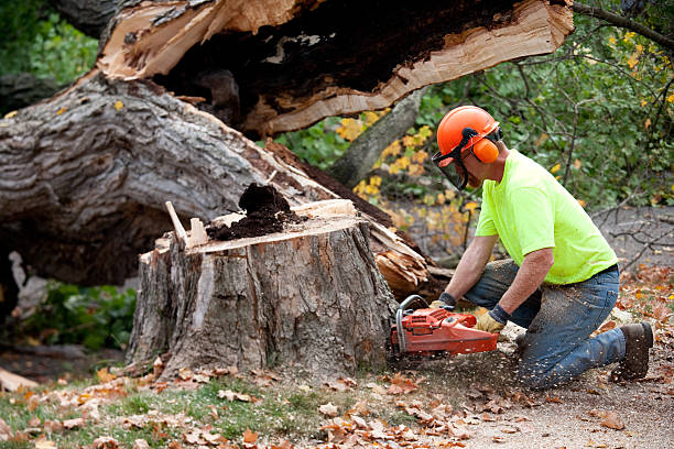 Best Leaf Removal  in Morristown, IN