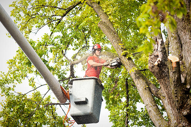 Reliable Morristown, IN  Tree Services Solutions